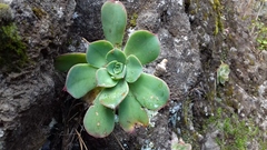 Aeonium davidbramwellii