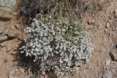 Acanthophyllum mucronatum