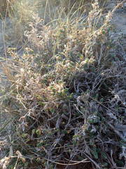 Crucianella maritima