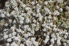 Acanthophyllum mucronatum