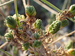 Crucianella maritima