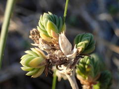Crucianella maritima