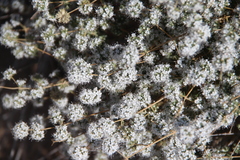 Acanthophyllum mucronatum