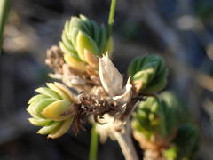Crucianella maritima