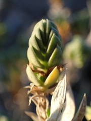 Crucianella maritima