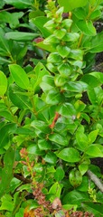 Gaultheria oppositifolia