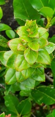 Gaultheria oppositifolia