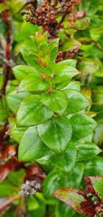Gaultheria oppositifolia