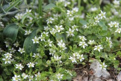 Arenaria rotundifolia
