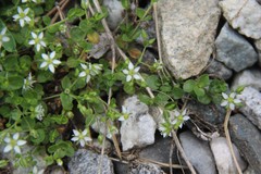 Arenaria rotundifolia