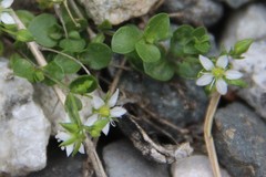 Arenaria rotundifolia