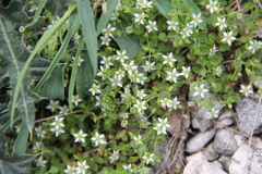 Arenaria rotundifolia