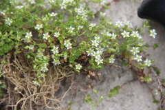 Arenaria rotundifolia