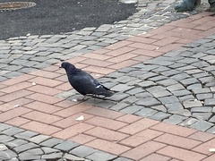 Columba livia domestica