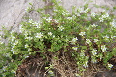 Arenaria rotundifolia