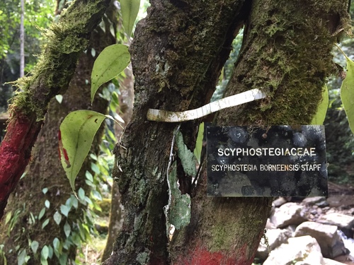 Scyphostegia borneensis observed 2019-09-08
