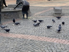Columba livia domestica