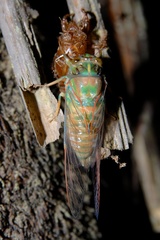 Cicadettini