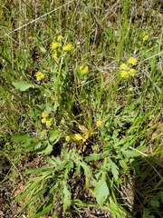 Sanicula bipinnatifida