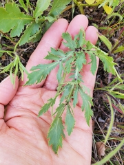 Sanicula bipinnatifida