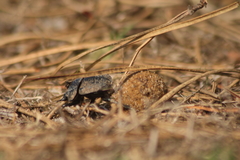 Scarabaeus cicatricosus