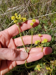 Sanicula bipinnatifida