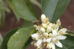 Apis mellifera