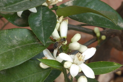 Apis mellifera