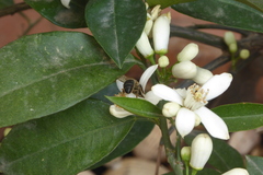 Apis mellifera