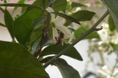 Apis mellifera