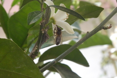 Apis mellifera