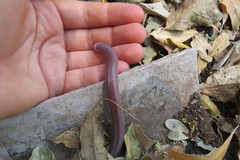 Amphisbaena camura