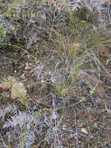 Carex devia (Carex devia)