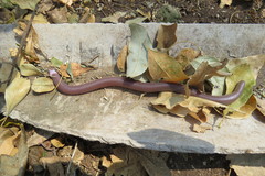 Amphisbaena camura