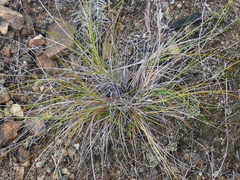 Carex devia