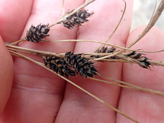 Carex devia