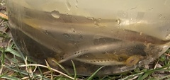 Lampetra planeri