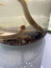 Lampetra planeri
