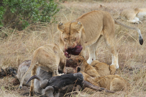Southern Lion