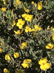 Dendromecon harfordii