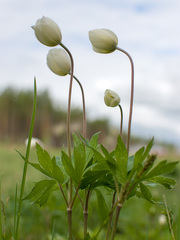 Anemonoides sylvestris