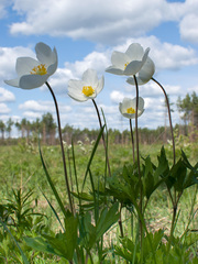 Anemonoides sylvestris