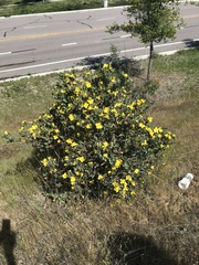 Dendromecon harfordii