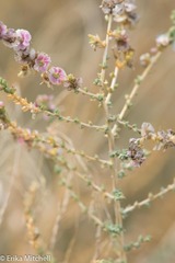 Salsoloideae