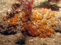 Stolonica socialis