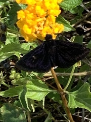 Ephyriades