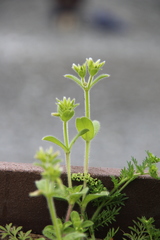 Cerastium glomeratum