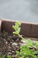 Cerastium glomeratum