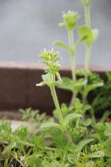 Cerastium glomeratum