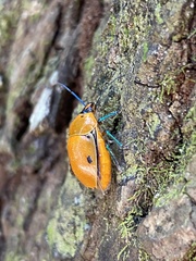 Augocoris illustris
